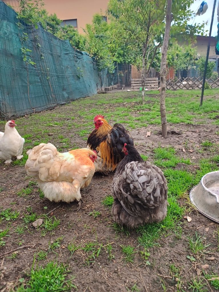 Vând găini pitice Liliput