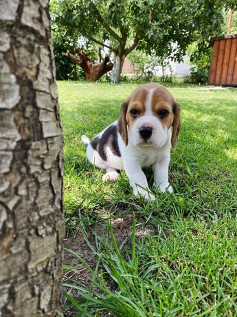 Beagle pui cu pedigree (nu golden, bichon,Yorkshire,labrador)