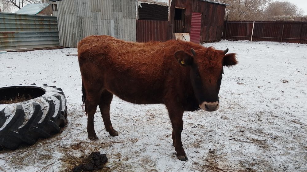 Стельная телка и телочка 6мес