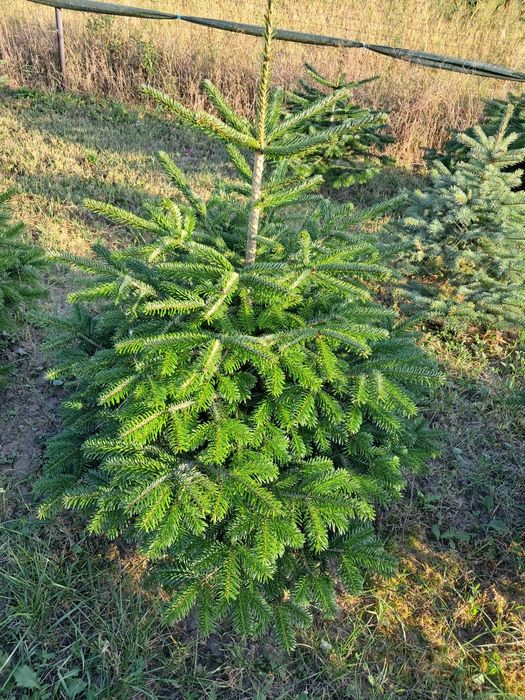 Brad de nunta nordmandian