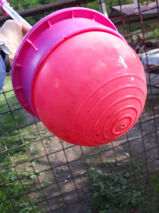 Minge săltăreață noriel