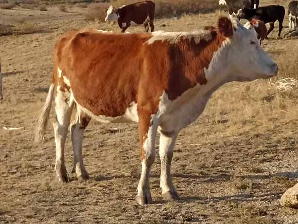 Продается белоголовая стельная корова с теленком (телочка) на подсосе.