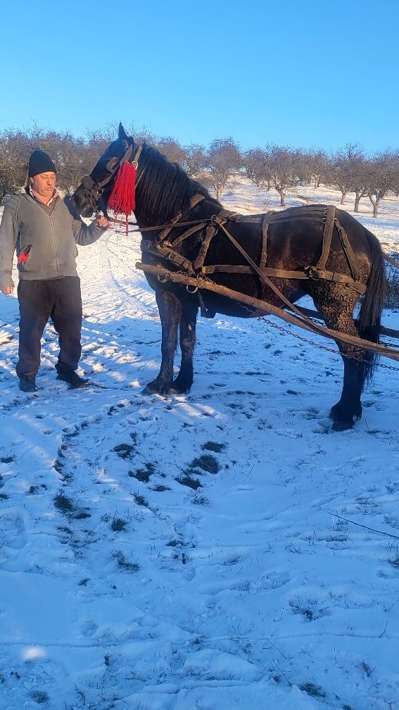 Vând iapa neagră  de 5 ani de fătat   iapa este blândă garată de ham