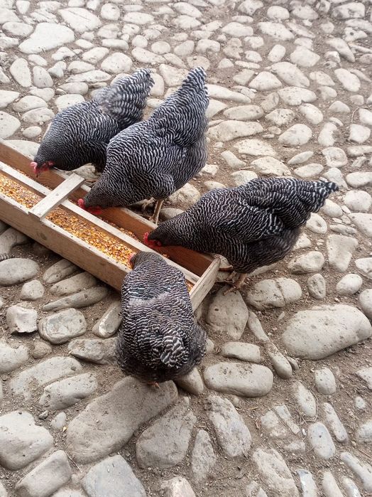 oua gaina rasa plymouth rock barat