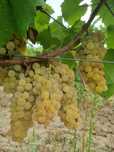 Struguri pentru vin