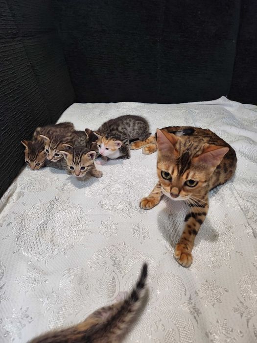 Бенгалски котенца