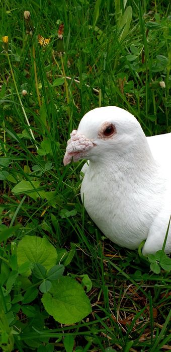 Porumbei voiajori albi