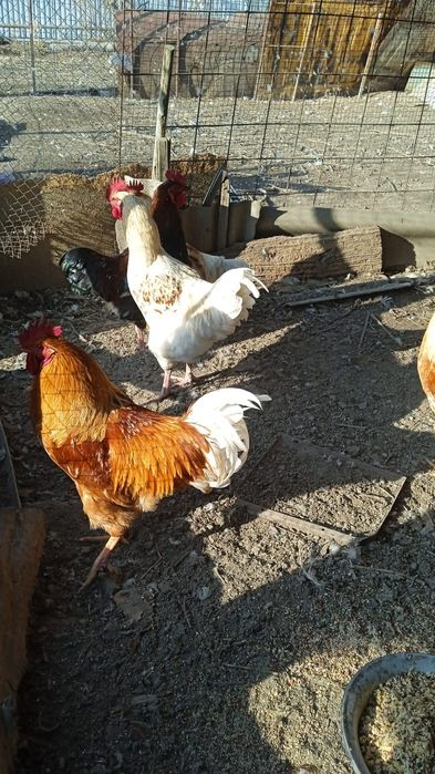 Уйдің тауығы мен әтештер сатылады.