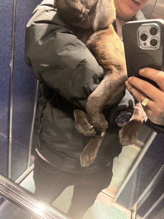 Vand Labrator retriever Ciocolatiu