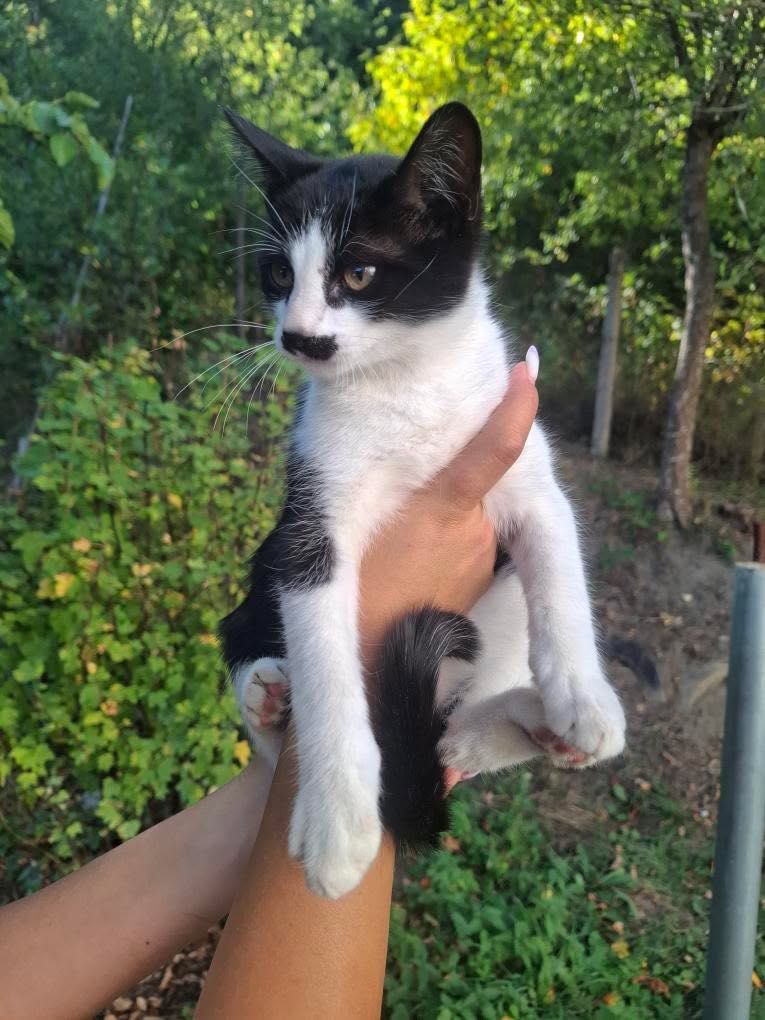 Подарявам котенце