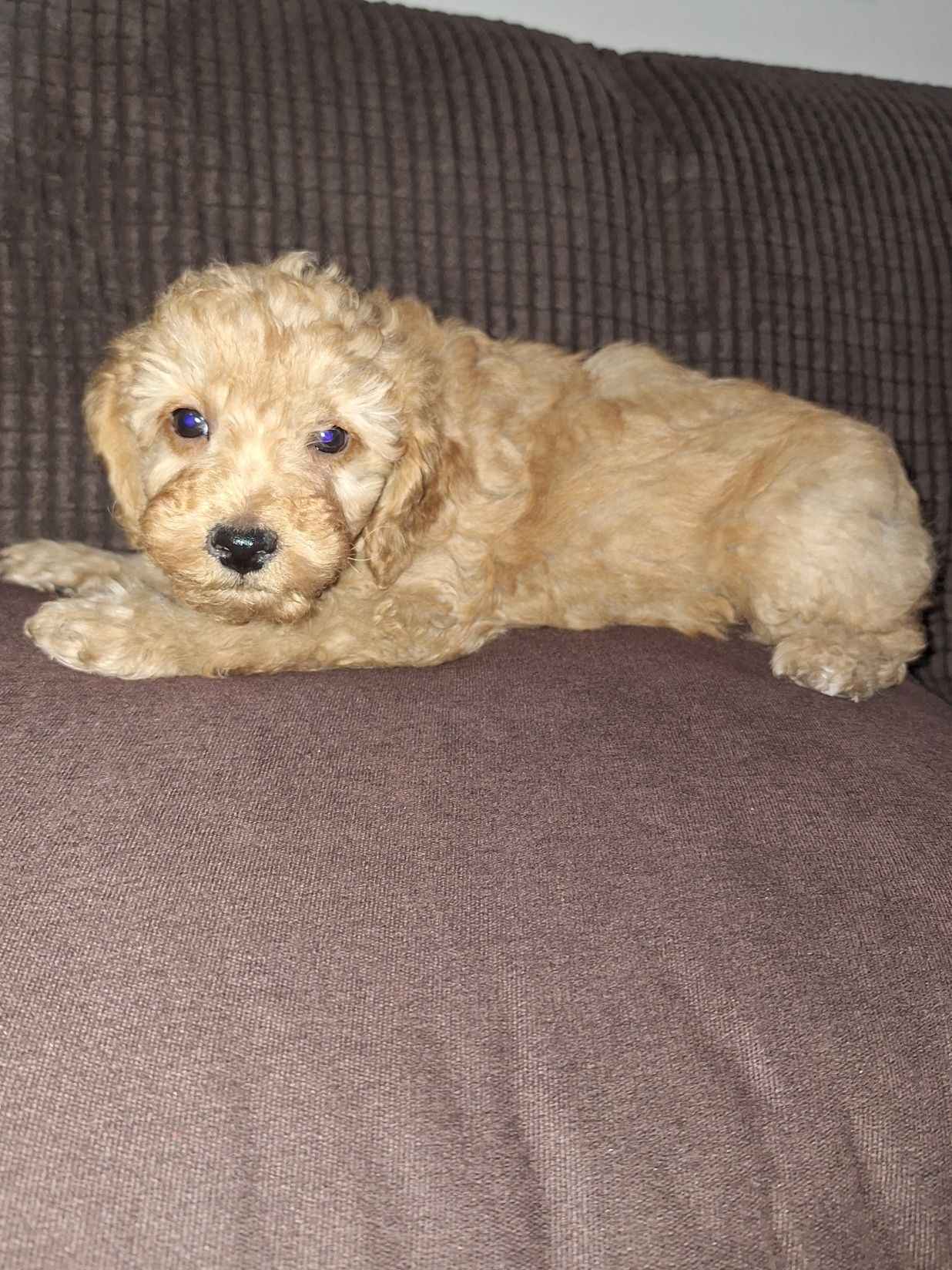 Pudel/caniche pitic