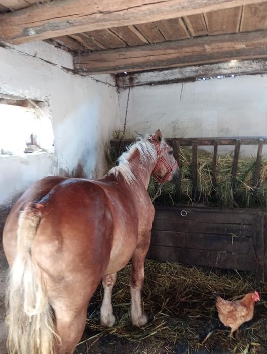 Vând mânz 1 an și 5 luni