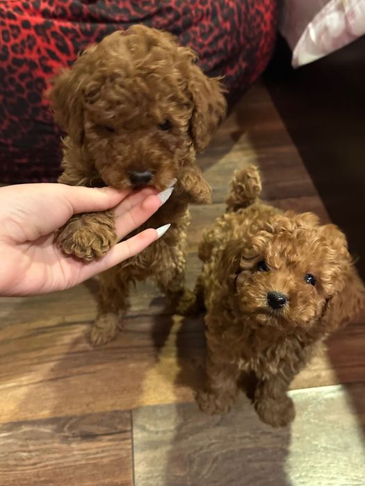 Пудел той пудели