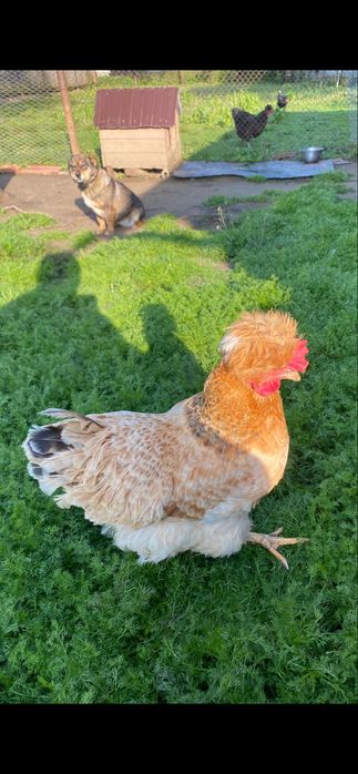 Vand oua pentru incubat Motate