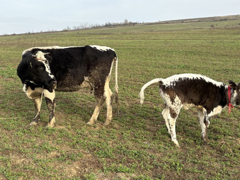Vacă cu vitel de vânzare