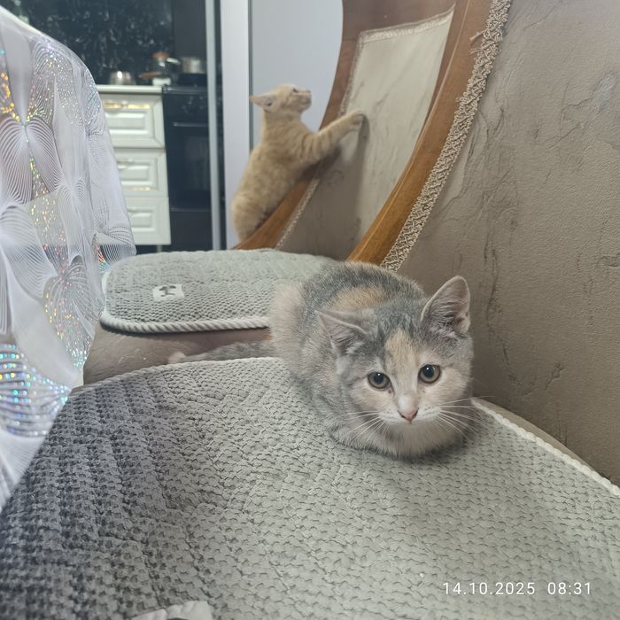 Котята  крысоловы