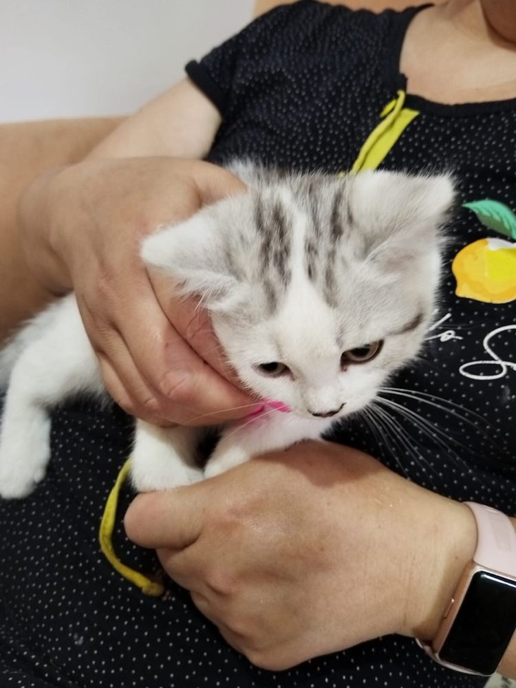 Игривые котята ищут свой дом
