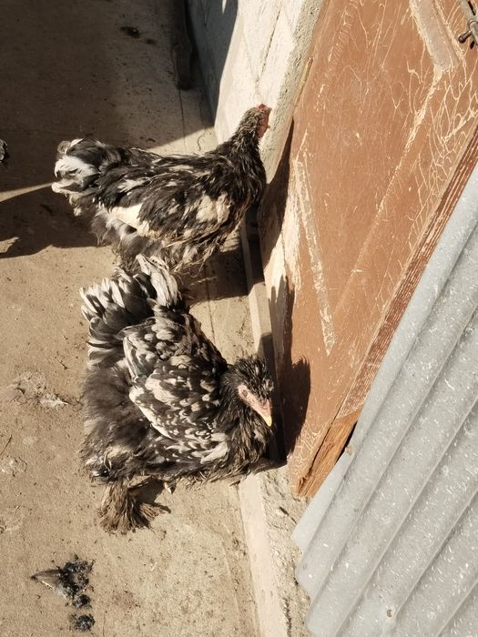 Петушки! Кохинхин Мраморные