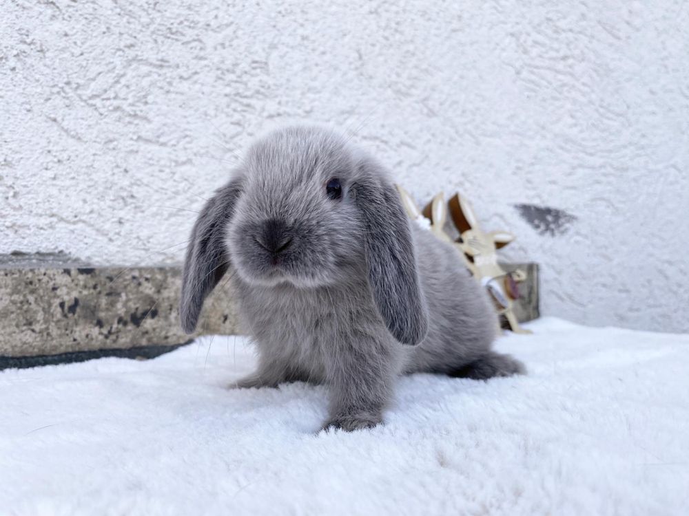 Iepuri pitici de companie berbec pitic/holland lop/mini lop
