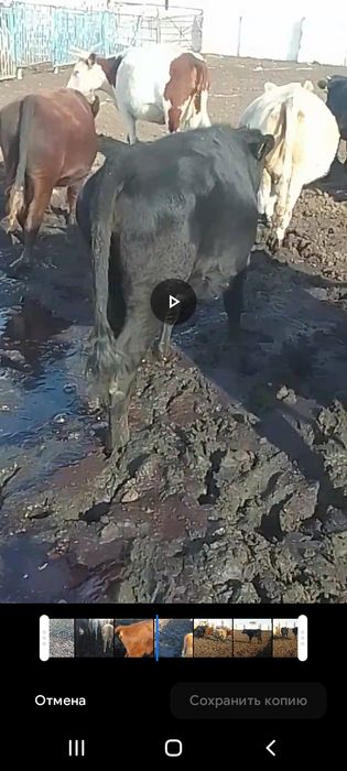 Здравствуйте! Продам двух тёлочек