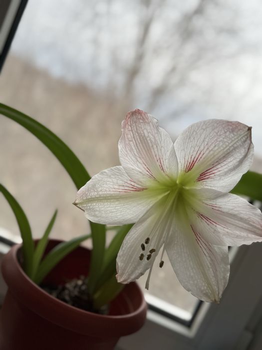 Продам луковицы Аморилис