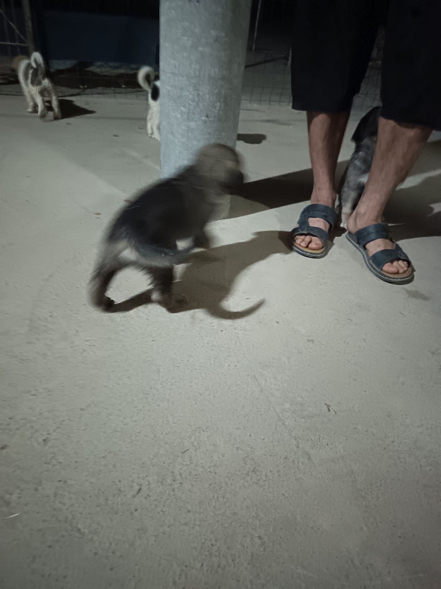 Alabay onasi otasi kangal kuchuk