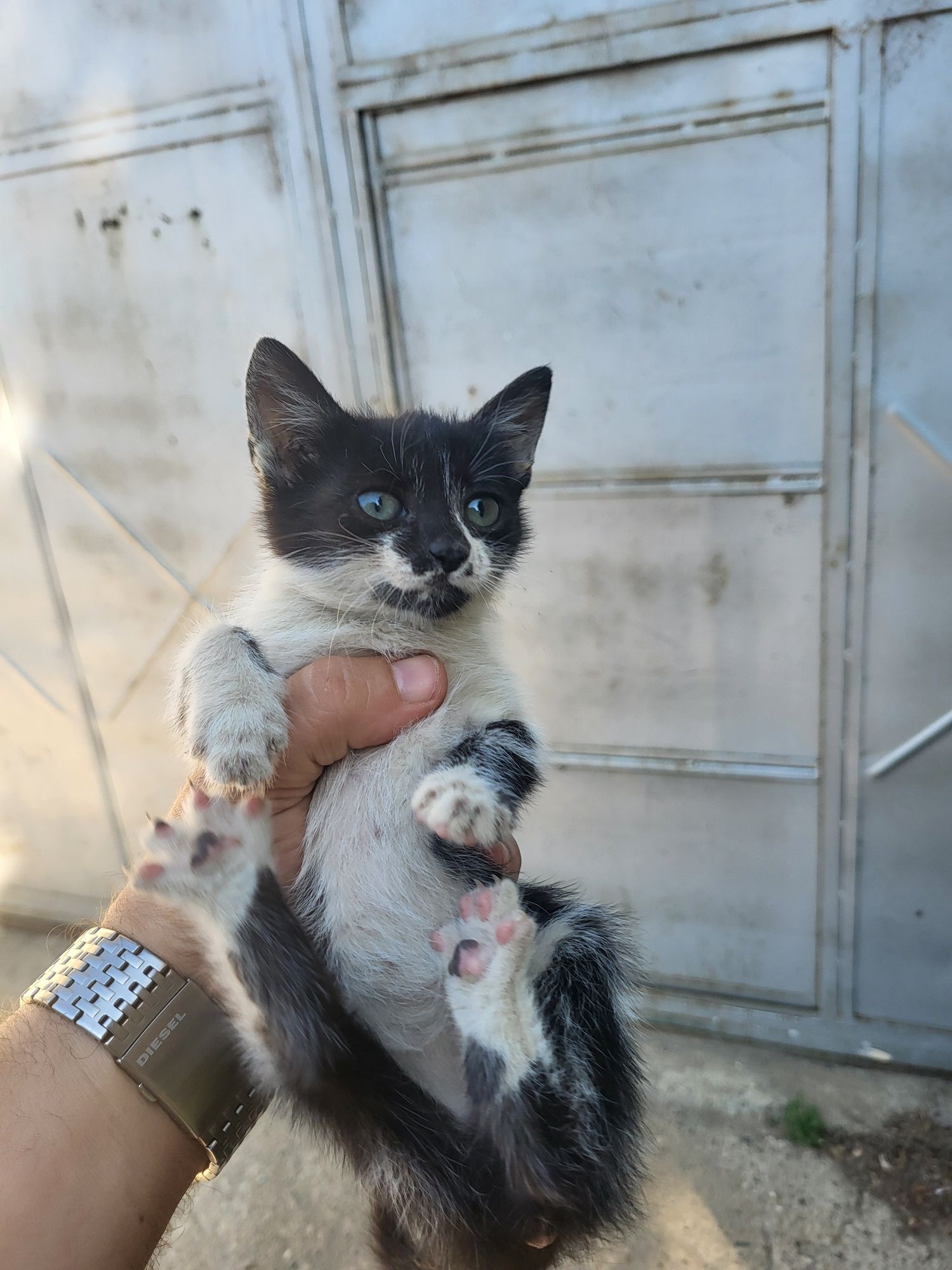 Pisicuti pentru adopție