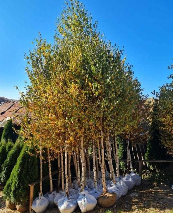 Arbori Ornamentali: Carpen, Tei | Zero Risc la Achiziție