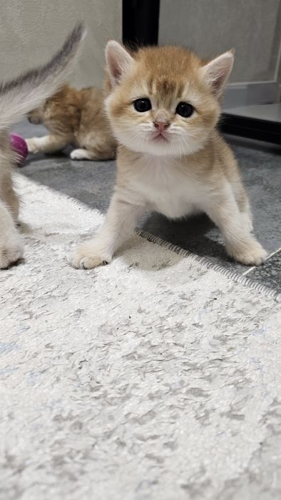 Toza zotlik britan mushuk bolalari ny12 ny11