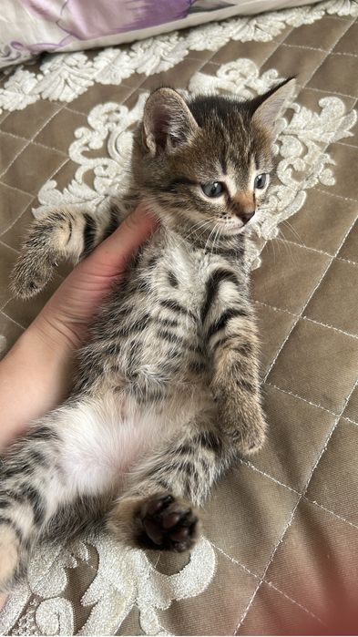 Отдам котят в хорошие руки