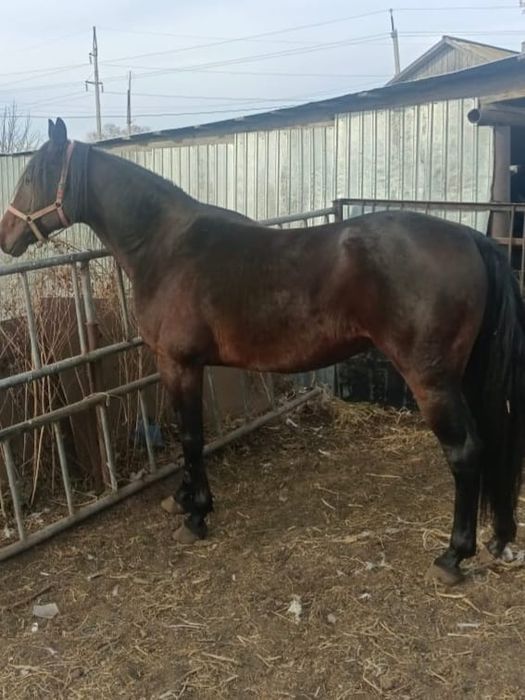 Продам жеребца..