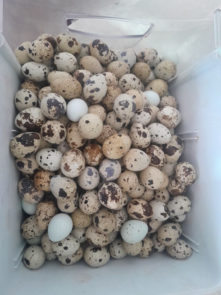 Продам яйцо перепелы