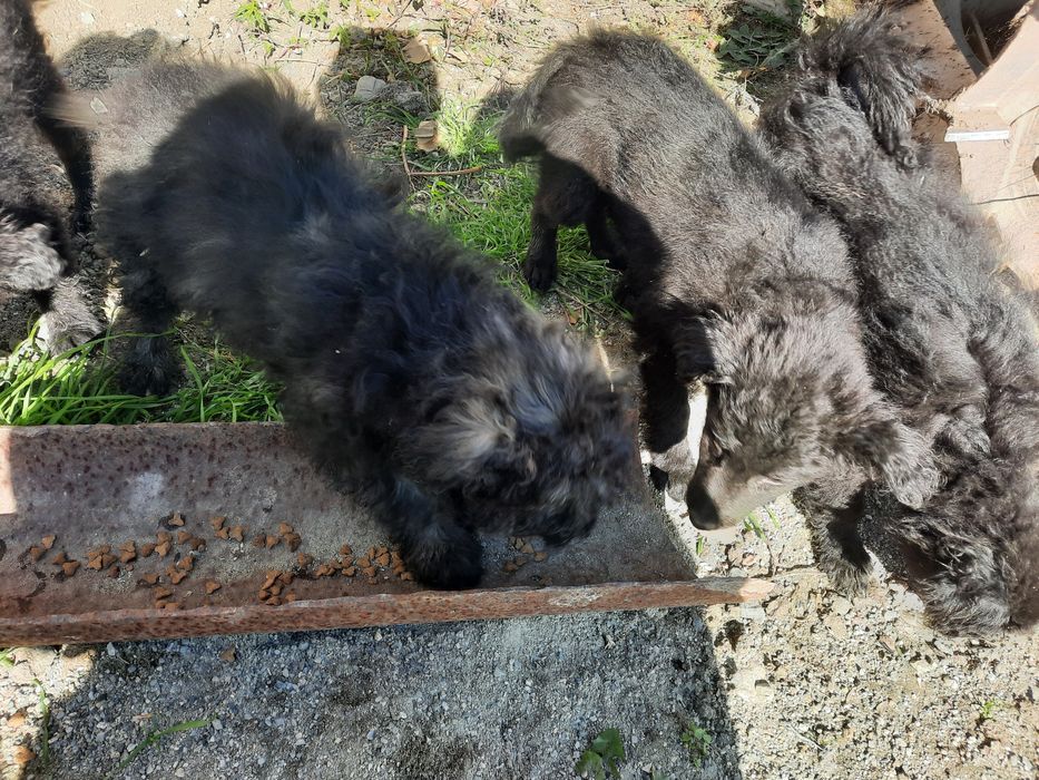 Căței de întors oi