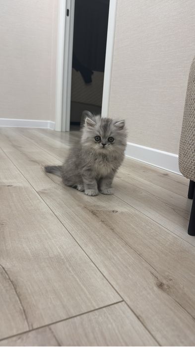 Персидский котенок