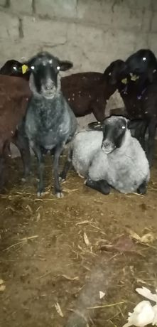 Рамановкие овцы чистакровныие