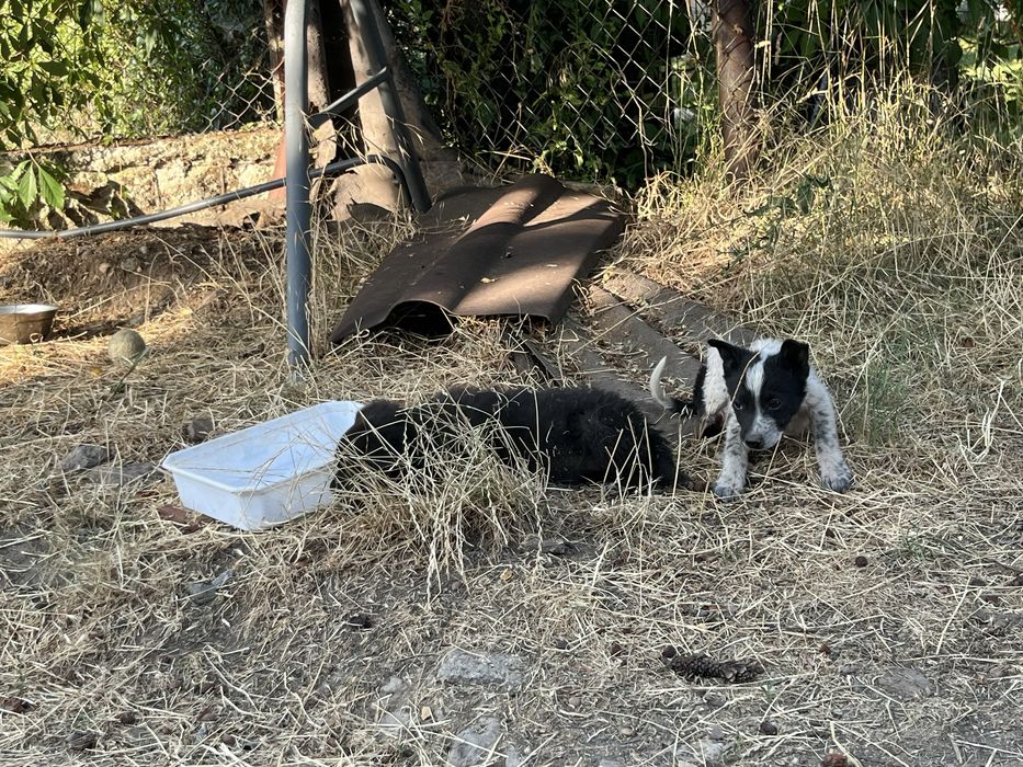 Бебенца на 45 дни, търсят груживни стопани
