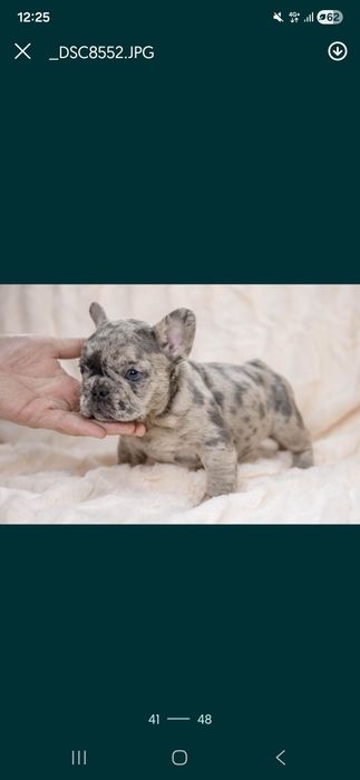 Vând  bulldogei aproape 2 luni