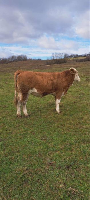 Vând vițea de 9 luni