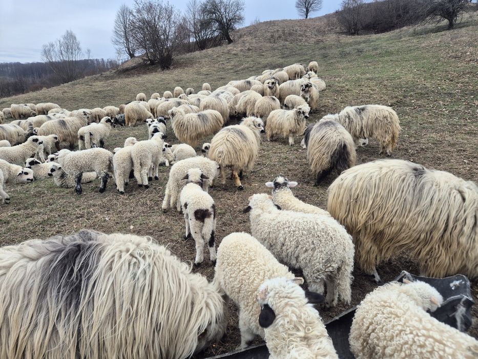 Oi turcane românești