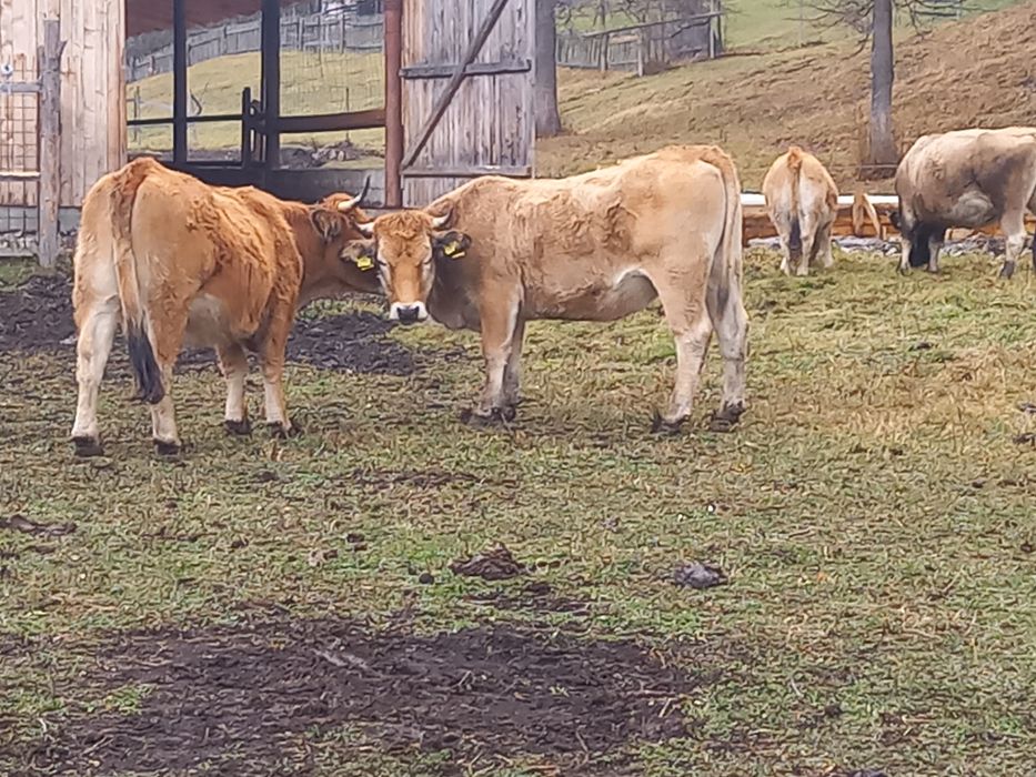 Vând vaci Aubrac,tauri,juninci,vitele prețul la fata locului