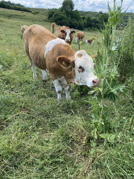Vand vaci din rasa baltata romaneasca
