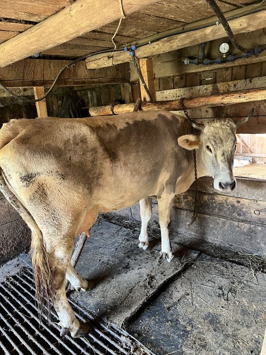 Vaca de vinzare cu vitel