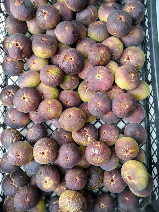 Smochin Nadia din Iordania în Ghiveci