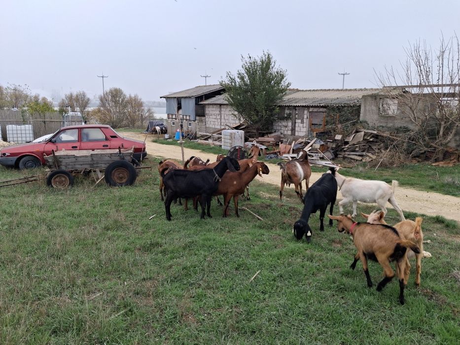 Vand capre Anglonubiene