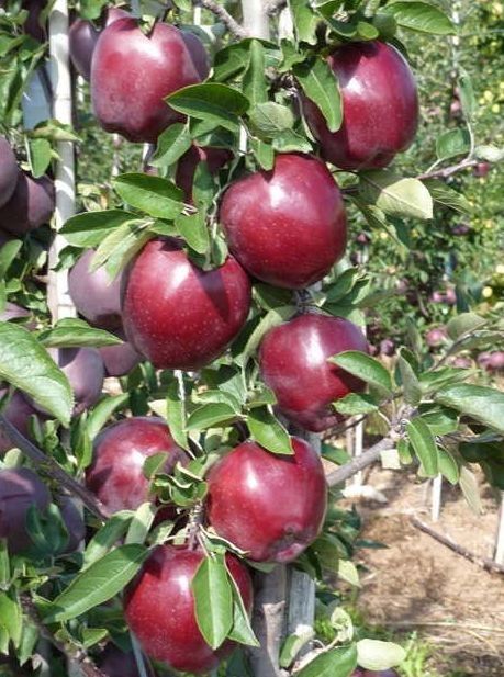 Pomi fructiferi  columnari. Soiuri de mar