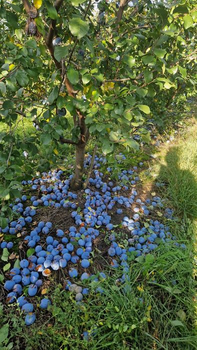 Prune pentru țuică