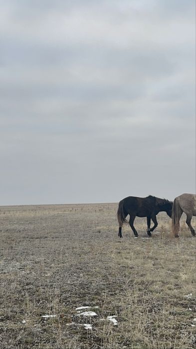 1,5 жасар жылқы. Еркек/ұрғашы семіз