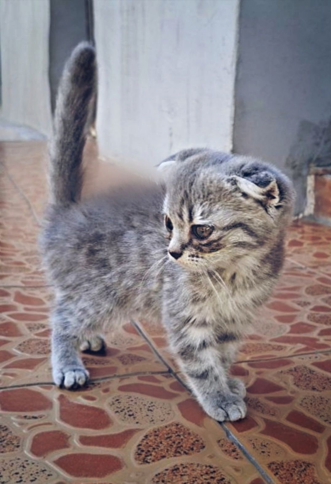 Срочно продаëтся шотландский котята.