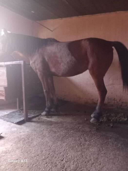 Vând iapa și armăsar