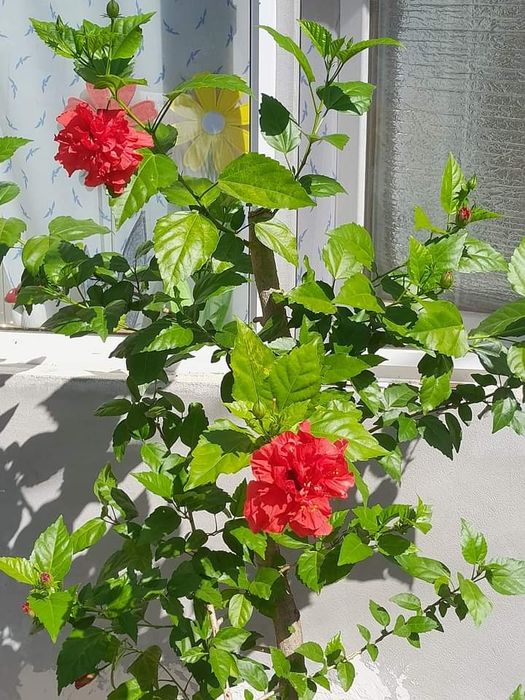 Hibiscus rosu batut/dublu